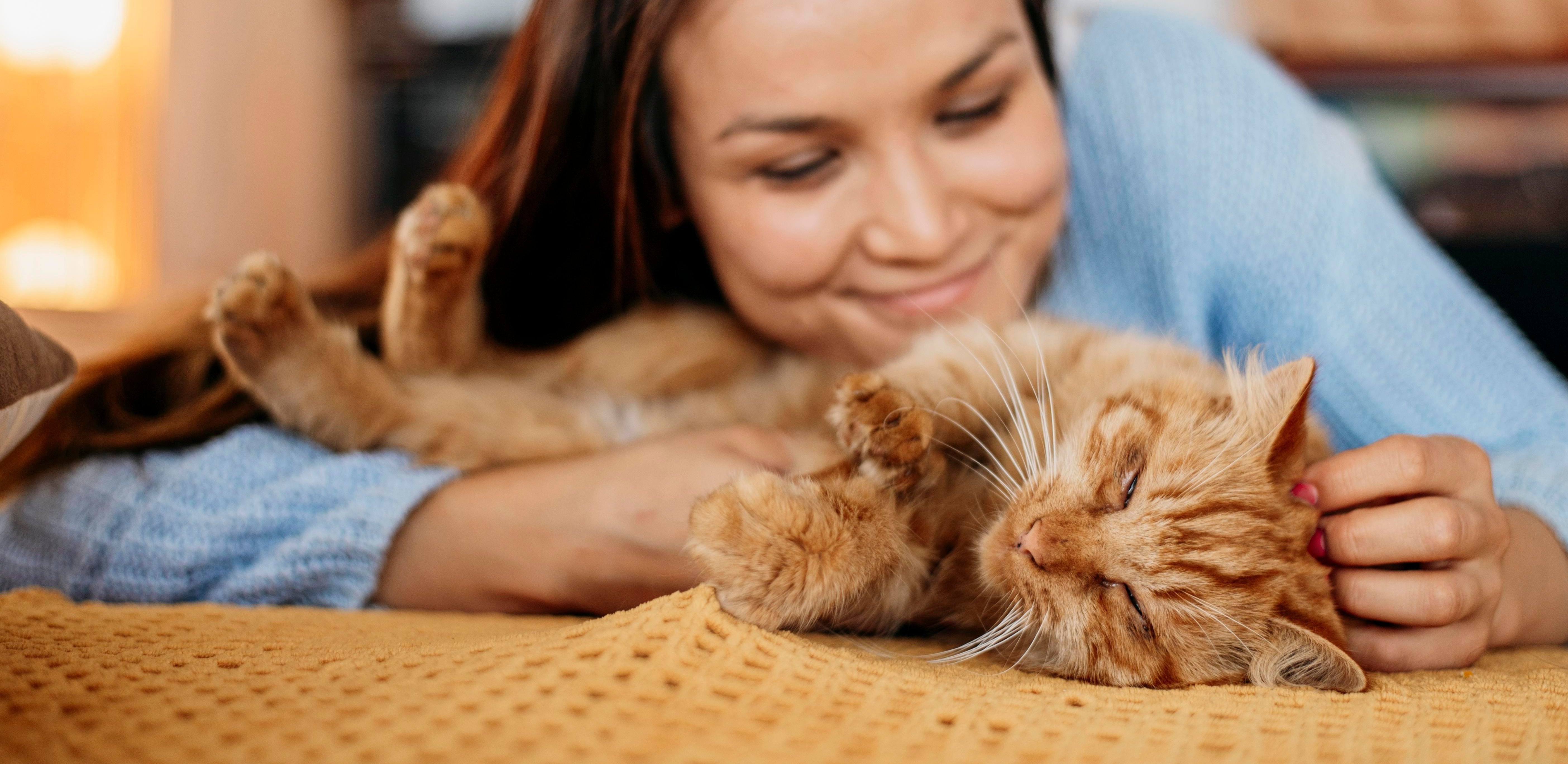 Katzen