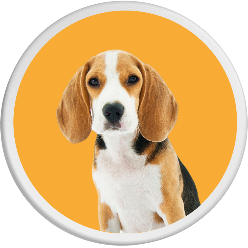 Vor einem leuchtend orangen Hintergrund präsentiert sich ein junger Beagle mit sanftem Ausdruck.