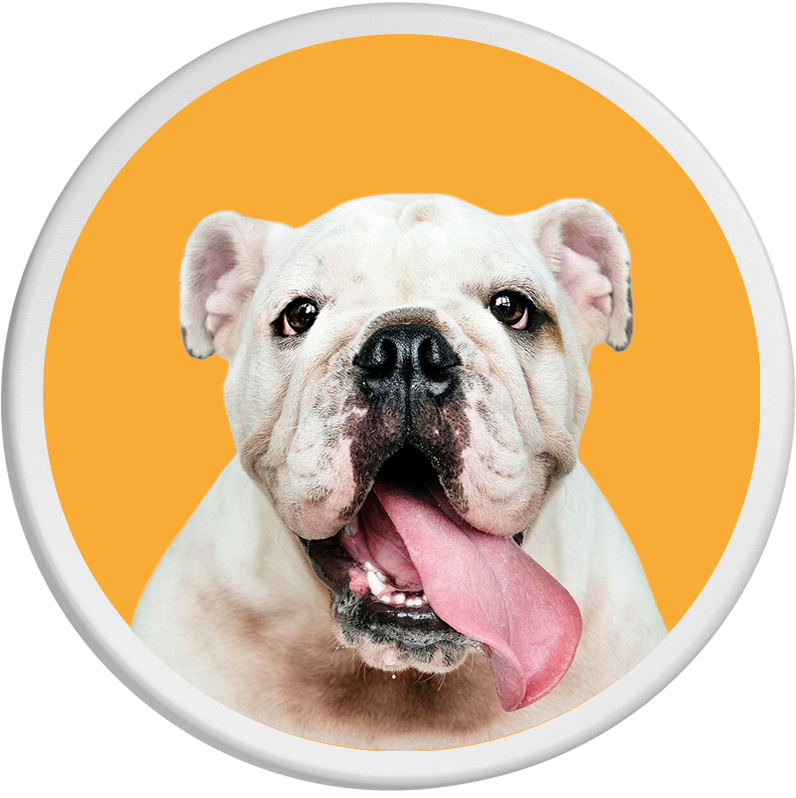 Eine fröhliche Bulldogge mit herausgestreckter Zunge ist auf einem leuchtend orangen Hintergrund abgebildet.