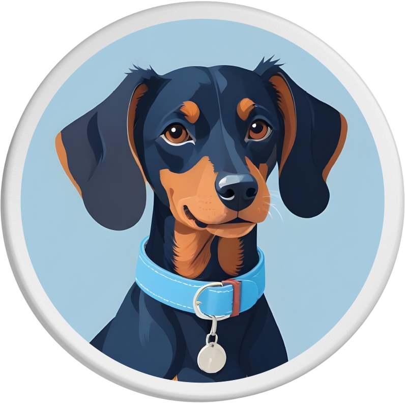 Detailreiches Porträt eines Dackels mit glänzendem schwarzem und braunem Fell, der ein hellblaues Halsband trägt. Der aufmerksame Blick des Hundes wird durch den sanften blauen Hintergrund hervorgehoben und verleiht ihm eine charmante und treue Ausstrahlung