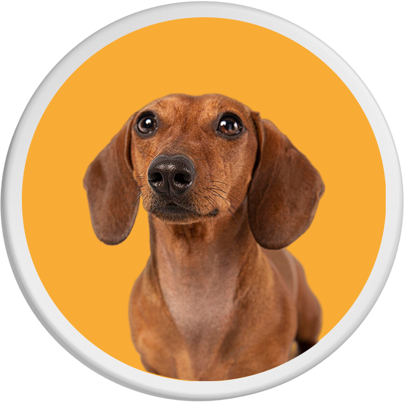 Ein brauner Dackel blickt vor orangefarbenem Hintergrund in die Kamera.