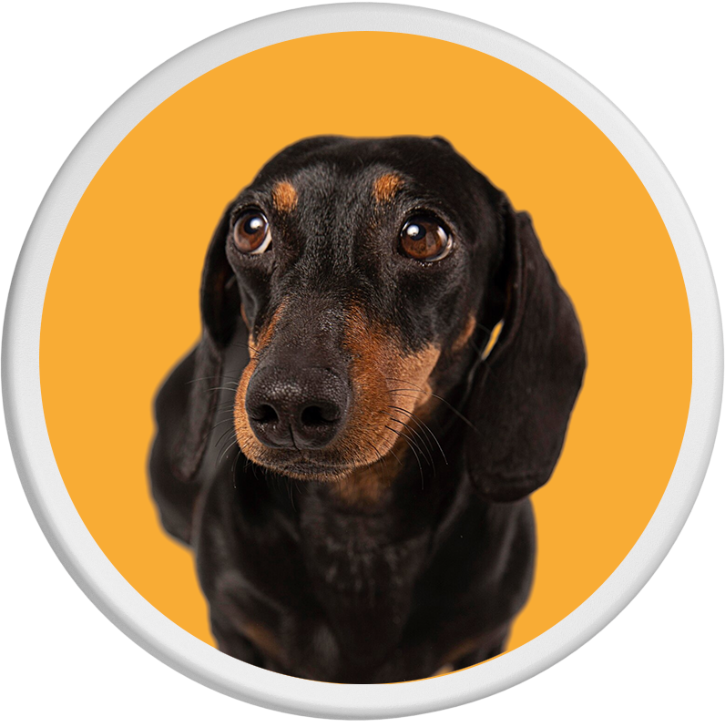 Neugieriger schwarzer Dackel auf leuchtend orangefarbenem Hintergrund, bezaubert mit treuem Blick.