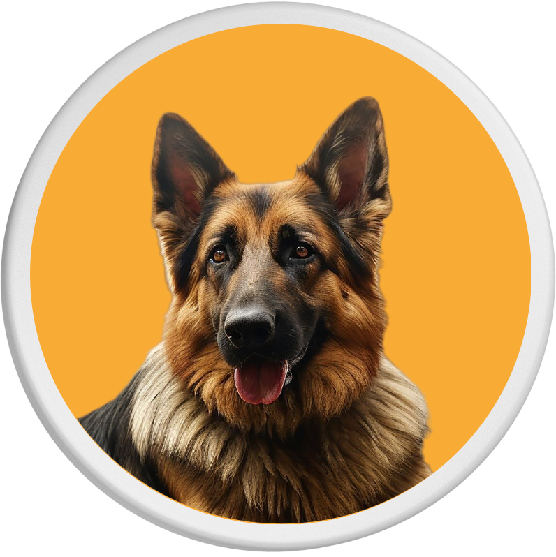 Majestätischer Deutscher Schäferhund auf leuchtend orangefarbenem Hintergrund, der seine stolze Treue unterstreicht.