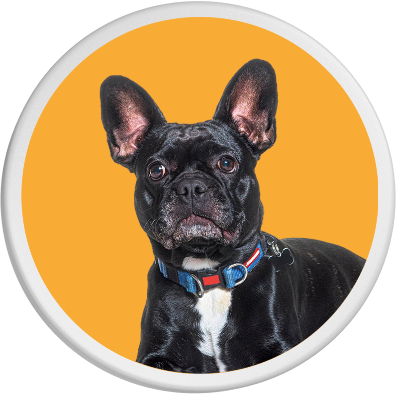 Schwarze französische Bulldogge mit konzentriertem Blick vor orangefarbenem Hintergrund.