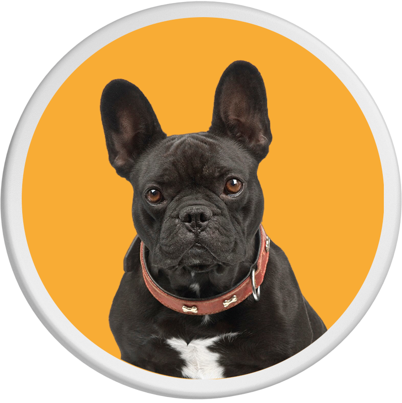 Eine schwarze französische Bulldogge mit wachsamen Augen ist auf einem leuchtend orangen Hintergrund abgebildet.