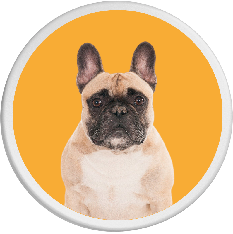 Vor einem orangefarbenen Hintergrund sitzt eine Französische Bulldogge mit cremefarbenem Fell.