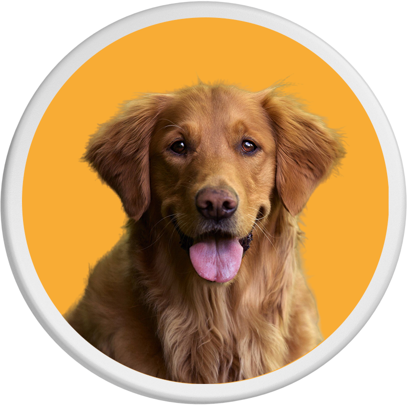 Vor orangefarbenem Hintergrund steht ein Golden Retriever mit geöffnetem Mund und herausgestreckter Zunge.