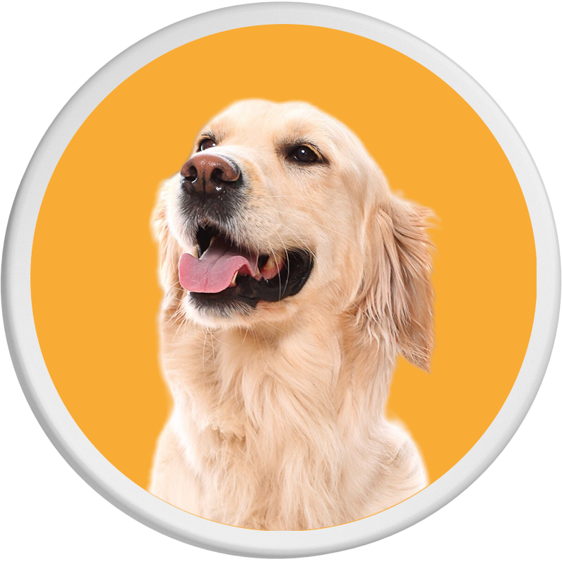 Auf orangefarbenem Hintergrund ist ein junger Golden Retriever mit fröhlichem Gesichtsausdruck und geöffnetem Munde zu sehen.