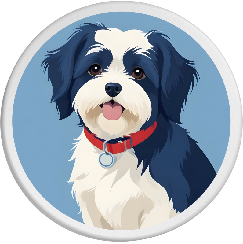 Lebhaftes Portrait eines Havanesers mit flauschigem schwarz-weißem Fell und rotem Halsband. Der Hund lächelt freundlich in die Kamera, während der blaue Hintergrund seinen verspielten Charme hervorhebt.