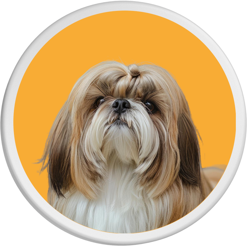Der Havaneser ist mit elegantem Fell auf orangefarbenem Hintergrund dargestellt.