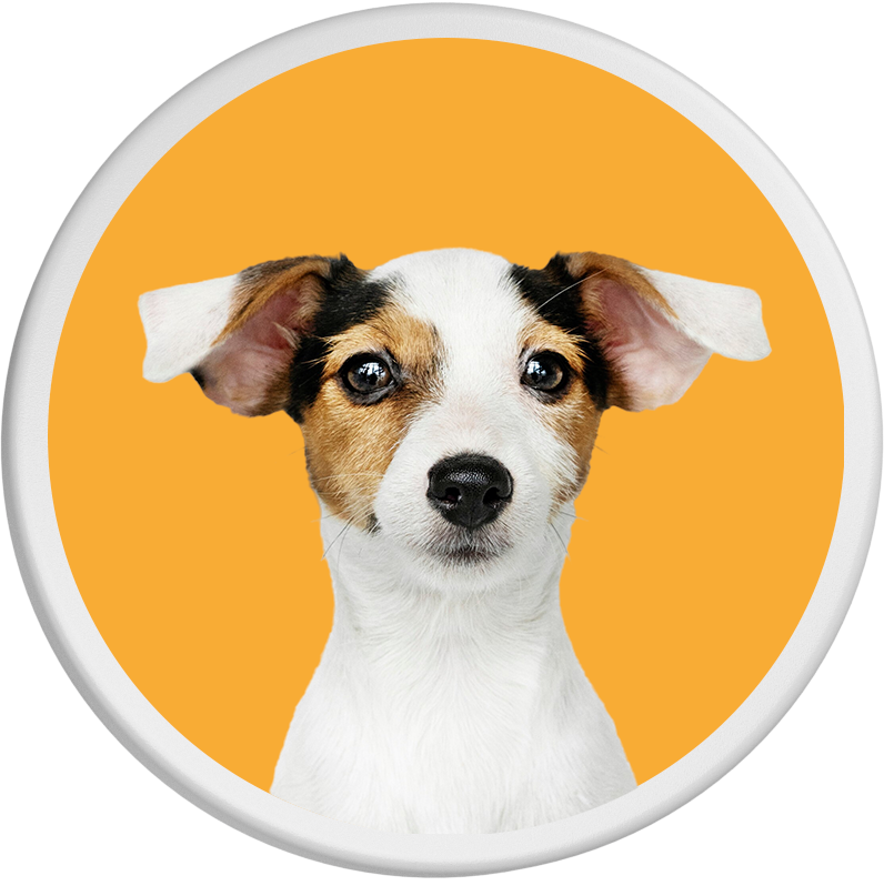 Vor orangefarbenem Hintergrund steht ein Jack Russell Terrier mit aufmerksamem Blick und leicht schräg gestellten Ohren