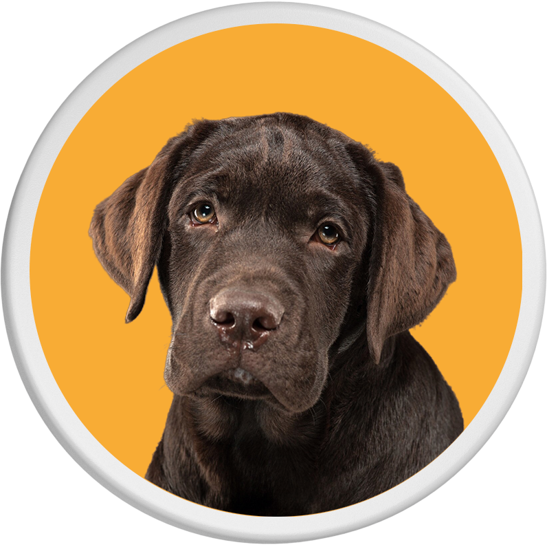 Ein junger brauner Labrador Retriever mit betrübtem Blick ist auf einem orangefarbenen Hintergrund abgebildet.