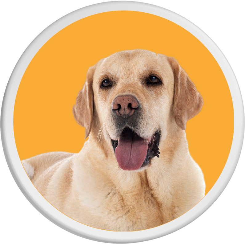 Gelber Labrador Retriever mit heraushängender Zunge auf orangefarbenem Hintergrund.