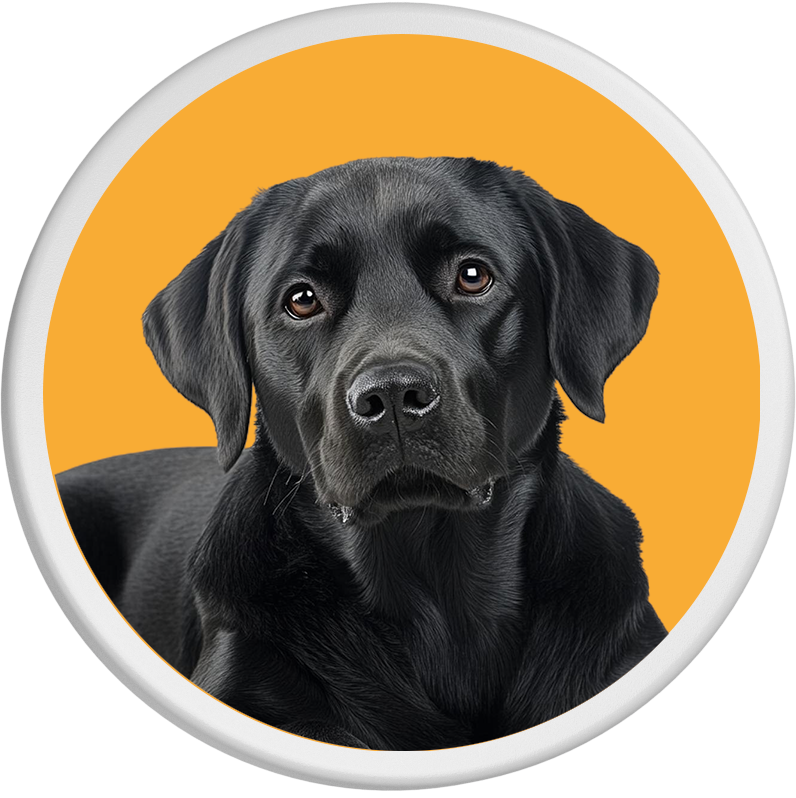 Vor orangefarbenem Hintergrund steht ein schwarzer Labrador Retriever mit aufmerksamem Blick.