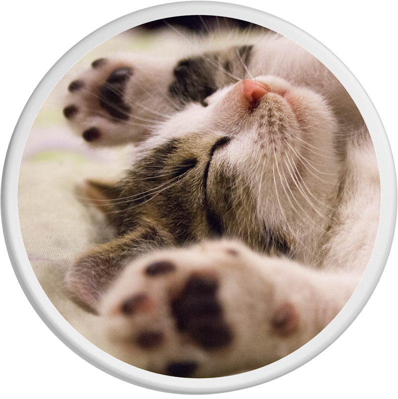 Dosendeckel - Die faulste Katze der Welt