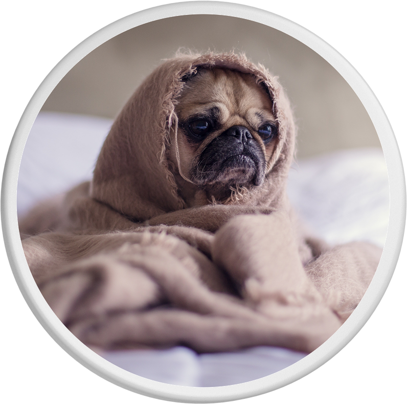 Dosendeckel - En vogue Mops Parade