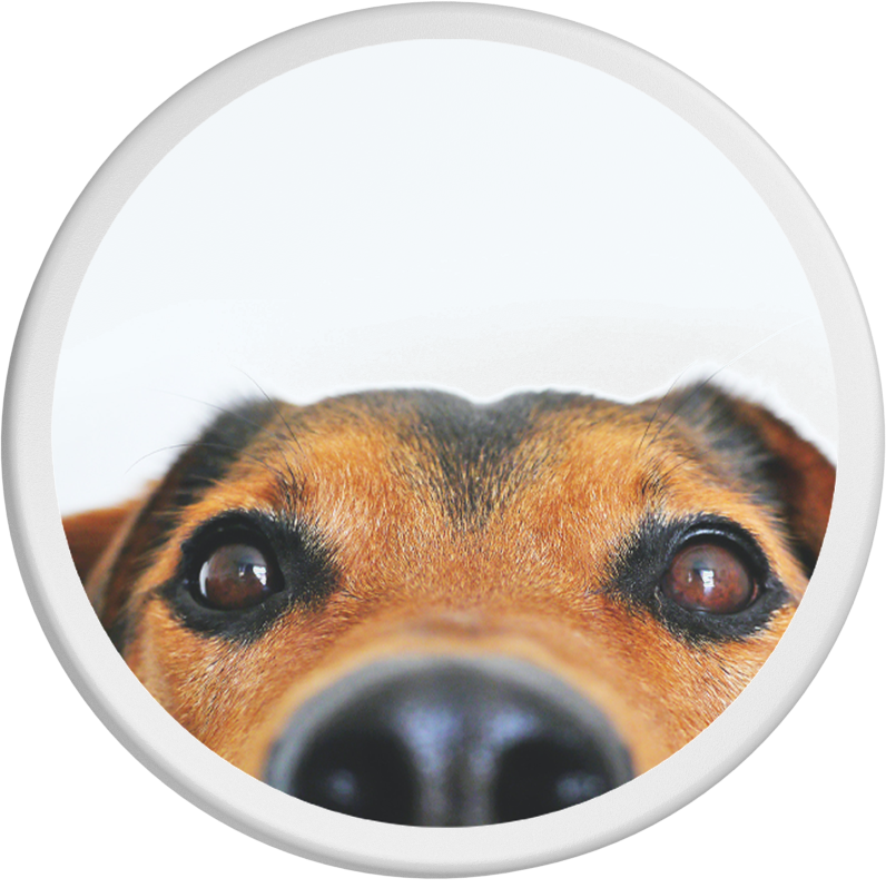 Dosendeckel - Dein Fellfreund