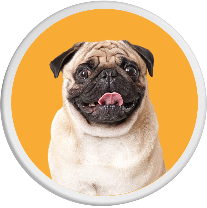 Fröhlicher Mops mit heraushängender Zunge auf orangem Hintergrund.