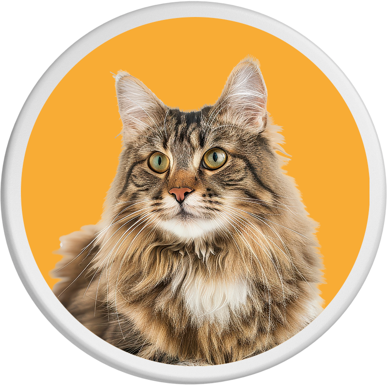 Norwegische Waldkatze mit langem, dichtem braun-grau getigertem Fell und ausdrucksvollen bernsteinfarbenen Augen. Die Katze blickt aufmerksam in die Ferne, während der orangefarbene Hintergrund ihre majestätische Erscheinung unterstreicht.