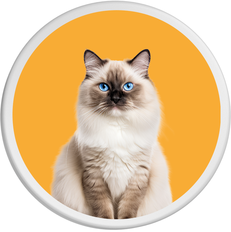 Ragdoll-Katze mit weichem, cremefarbenem Fell, dunkelbraunen Abzeichen und strahlend blauen Augen. Die Katze blickt direkt in die Kamera und sitzt aufrecht vor einem orangefarbenen Hintergrund.