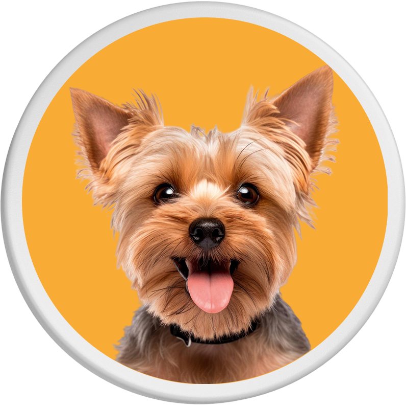 Fröhlicher Yorkshire Terrier mit herausgestreckter Zunge, vor einem orangefarbenen Hintergrund.
