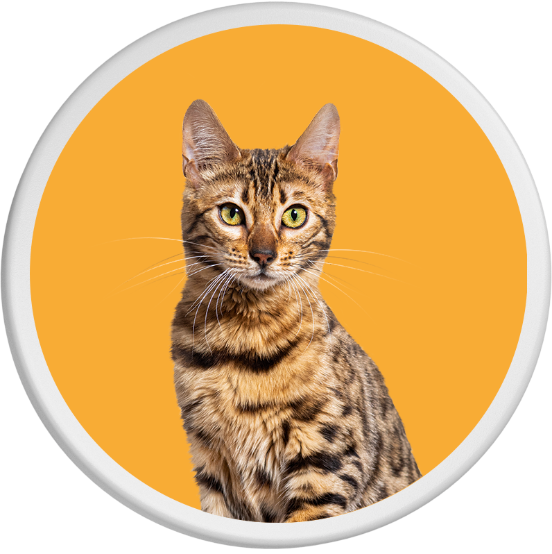 Das Bild zeigt eine elegante Bengalkatze. Ihr Fell ist in verschiedenen Brauntönen gefleckt. Die Katze sitzt vor einem leuchtend orangen Hintergrund und schaut aufmerksam in die Kamera. 